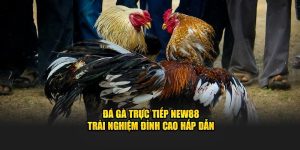 Đá Gà Trực Tiếp NEW88 - Trải Nghiệm Đỉnh Cao Hấp Dẫn